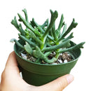 Elkhorn Plant for Sale, how to grow succulents, succulent plant, succulent care tips, succulent subscription, Rare succulents, succulent care guide, succulent care, Succulents shop near me, Elkhorn Plant in California, How to grow Elkhorn Plant, rare succulents, rare succulents for sale, unique succulents, buy succulents online, rare succulent, succulent shop, unusual succulents, succulent store, succulents online
