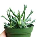 Elkhorn Plant for Sale, how to grow succulents, succulent plant, succulent care tips, succulent subscription, Rare succulents, succulent care guide, succulent care, Succulents shop near me, Elkhorn Plant in California, How to grow Elkhorn Plant, rare succulents, rare succulents for sale, unique succulents, buy succulents online, rare succulent, succulent shop, unusual succulents, succulent store, succulents online