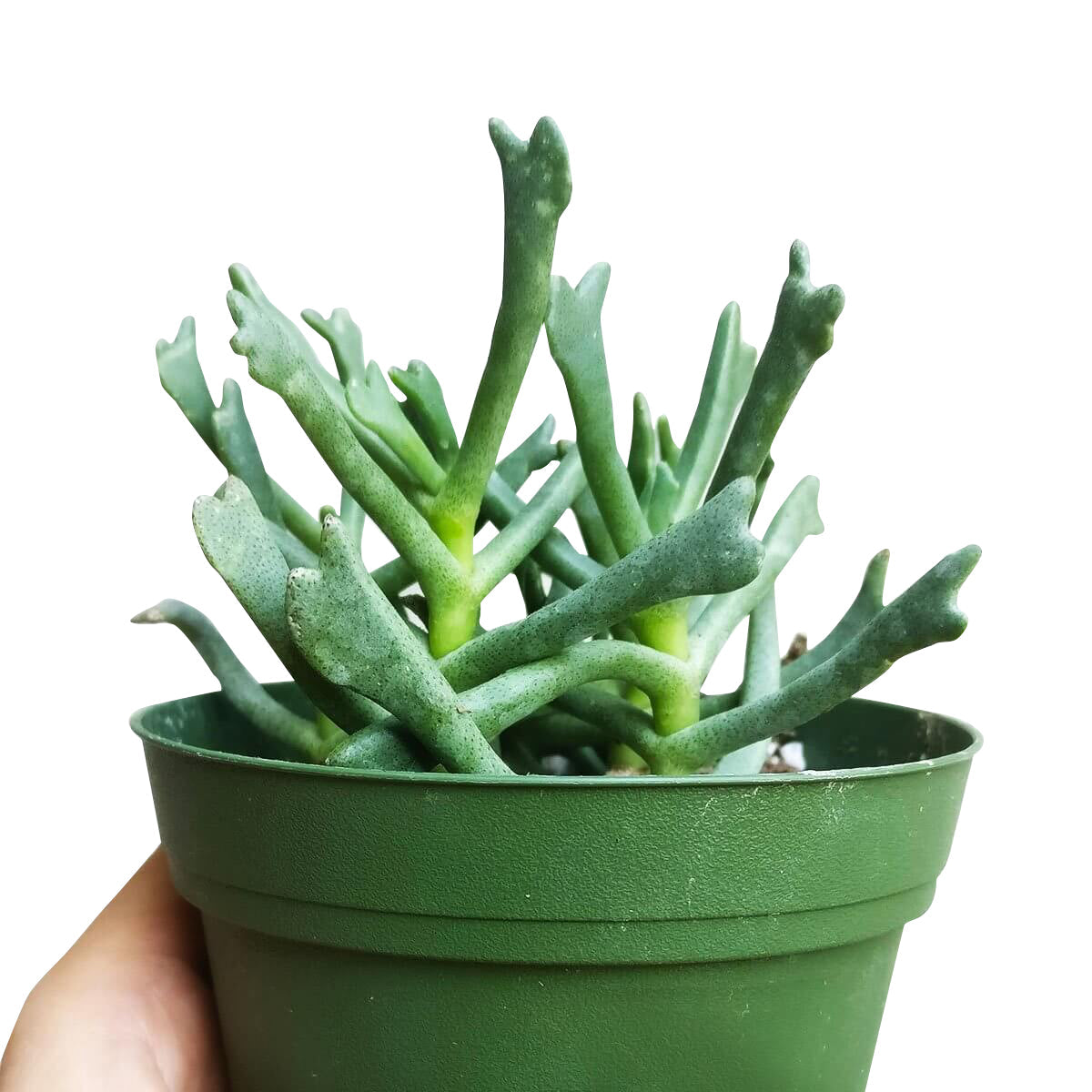 elk antler succulent Elkhorn Plant Rhombophyllum dolabriforme | Succulents Care