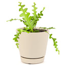 Fishbone Cactus, cactus, cactus succulent, succulent cactus, cacti, cactus and succulents, succulents box, succulent shop, buy succulents online, ric rac cactus, odd cactus for sale