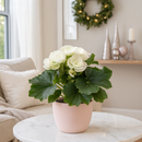 Easy care flowering plant, Indoor flowering plant, Best windowsill plants, 6 inch Begonia