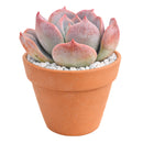 2 inch Echeveria 'Agyntha', colorful succulents, pink live plants for sale, buy Echeveria 'Agyntha' online