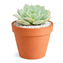 Growing succulents indoors, Small indoor plants, Decorative small plants for home, Cute desk plants