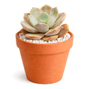 Buy Echeveria Asante Sana 4 inch Rosette Succulent Plant, Shop Fairy Wash Echeveria Online, Types of Echeveria to Grow, Live Succulent Gift Decor Ideas