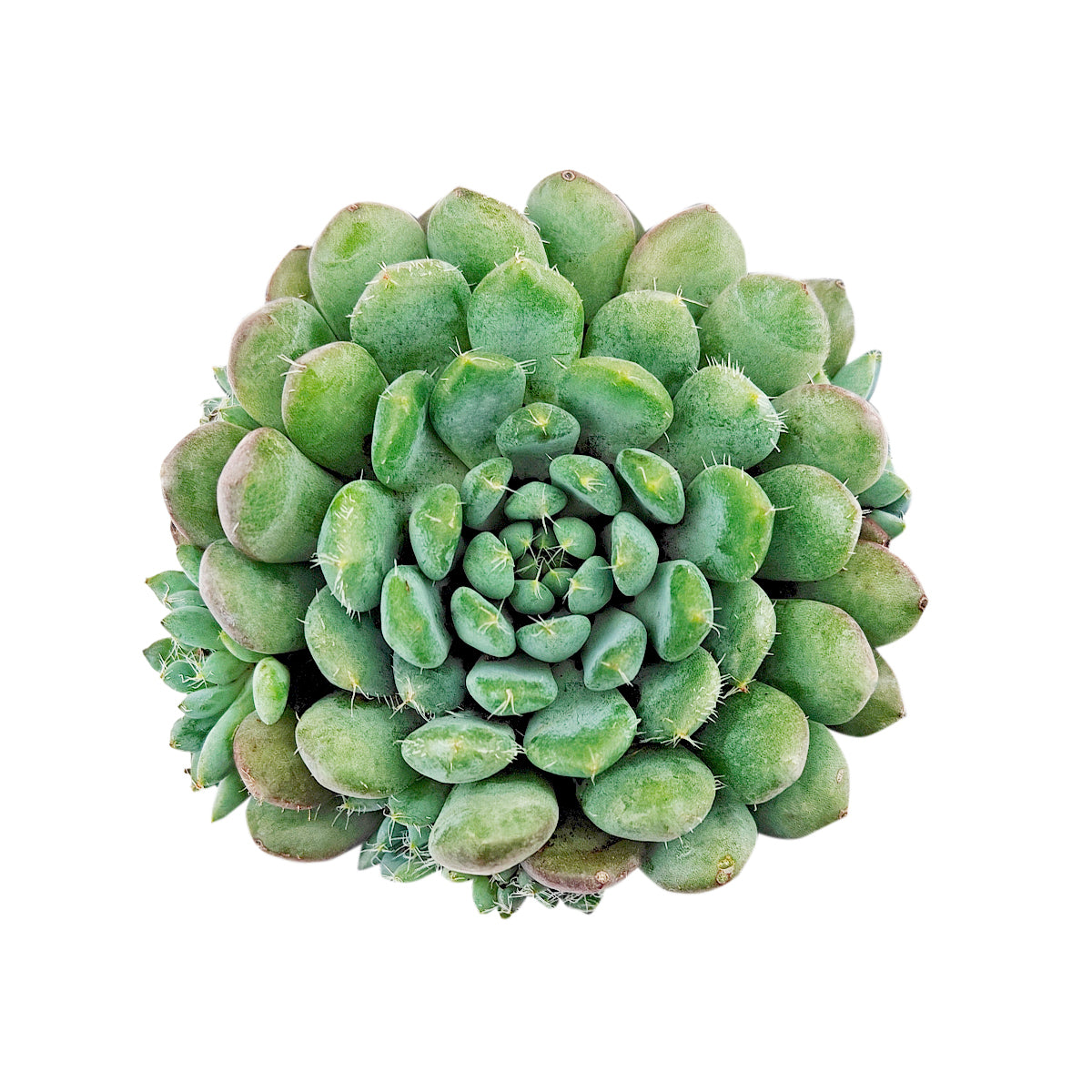 Echeveria 'Blue Sunshine', green succulents, indoor succulents, succulent care guide, buy succulents online