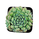 Echeveria 'Blue Sunshine' in a plastic pot, green succulents, indoor succulents, succulent care guide, buy succulents online