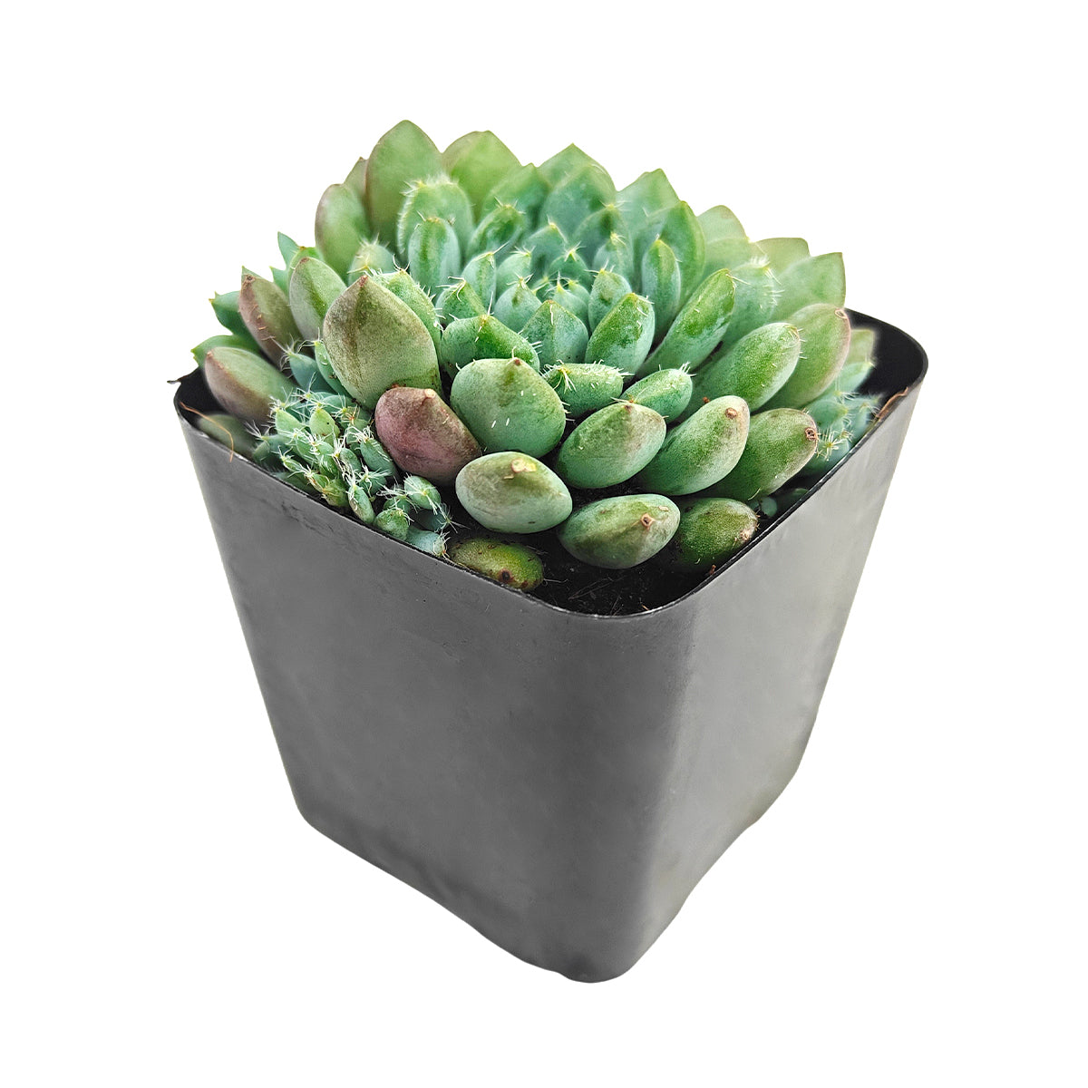 Echeveria 'Blue Sunshine', green succulents, indoor succulents, succulent care guide, buy succulents online