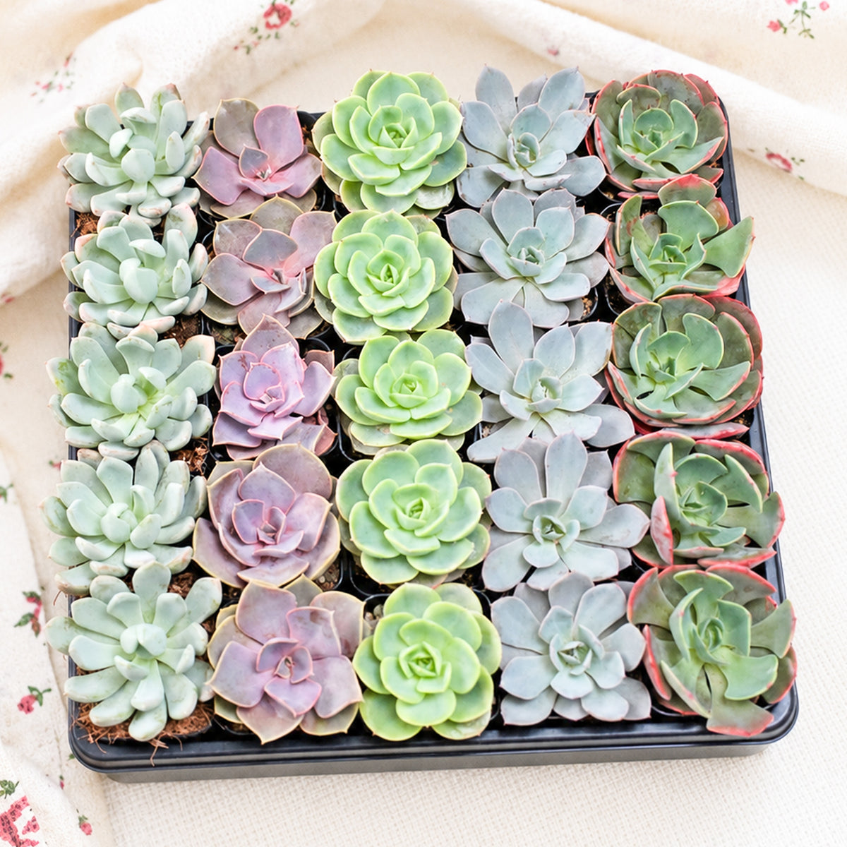 Echeveria Bulk Pack for sale. A beautiful assortment of live Echeveria succulents with colorful rosettes, perfect for events, plant collections, gifts, and succulent projects.