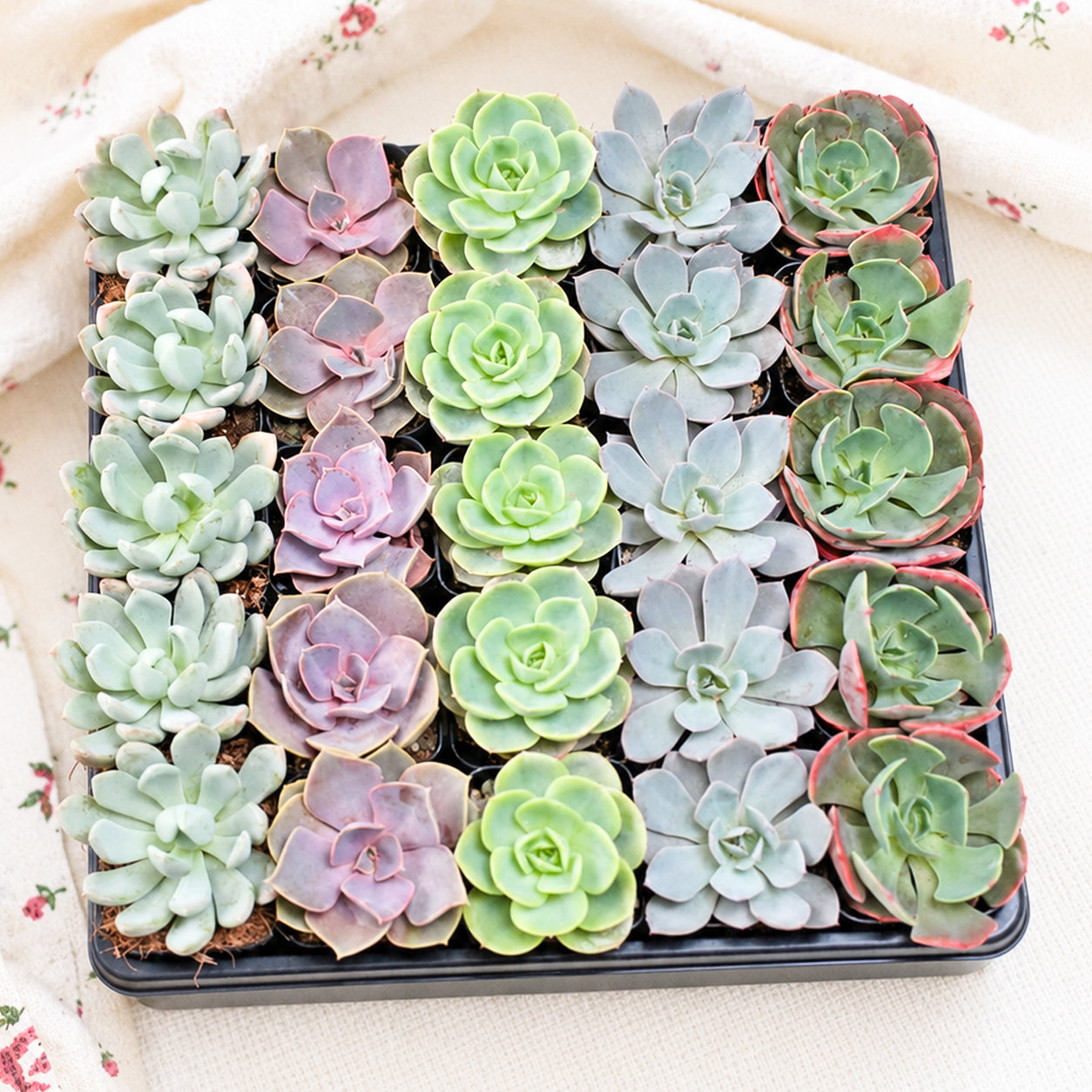 Echeveria Bulk Pack for sale. A beautiful assortment of live Echeveria succulents with colorful rosettes, perfect for events, plant collections, gifts, and succulent projects.