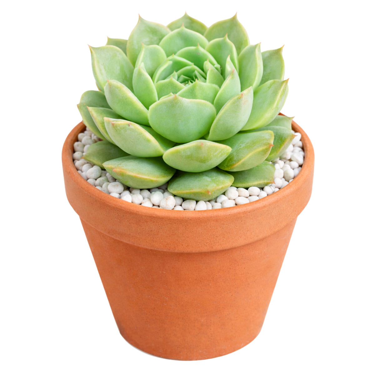 Echeveria Captain Hay care guide, Succulents with colorful edges, Desert garden centerpiece, Buy small indoor plants online, Affordable small indoor plants