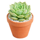 buy 2 inch Echeveria Captain Hay live succulent plant online, powdery farina succulent leaves, collectible echeveria succulent, vibrant pastel succulent colors, aesthetic succulent for modern home decor