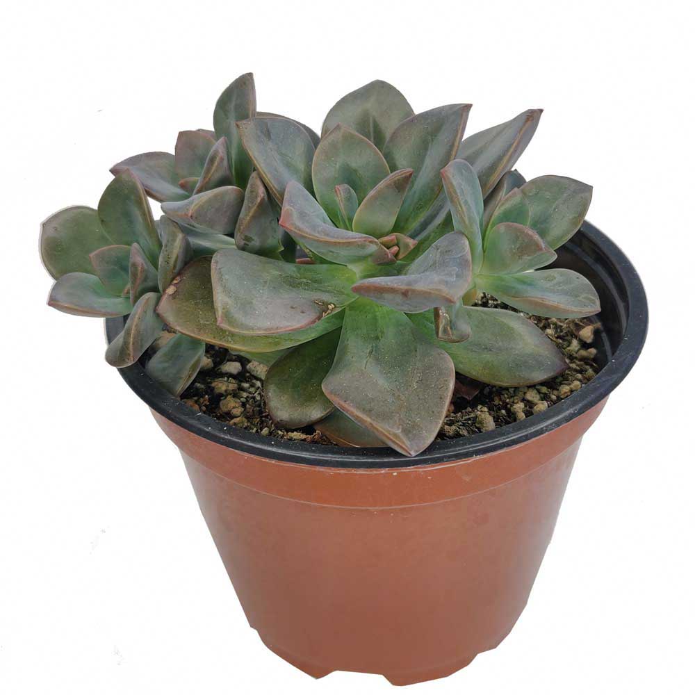 chroma succulent care Echeveria Chroma Colorful Succulent For Sale with Care Guide 2 inch / Plastic Pot by Succulents Box