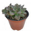 Echeveria Chroma Succulent, succulent care, Rare succulents, Succulents shop near me, succulents garden