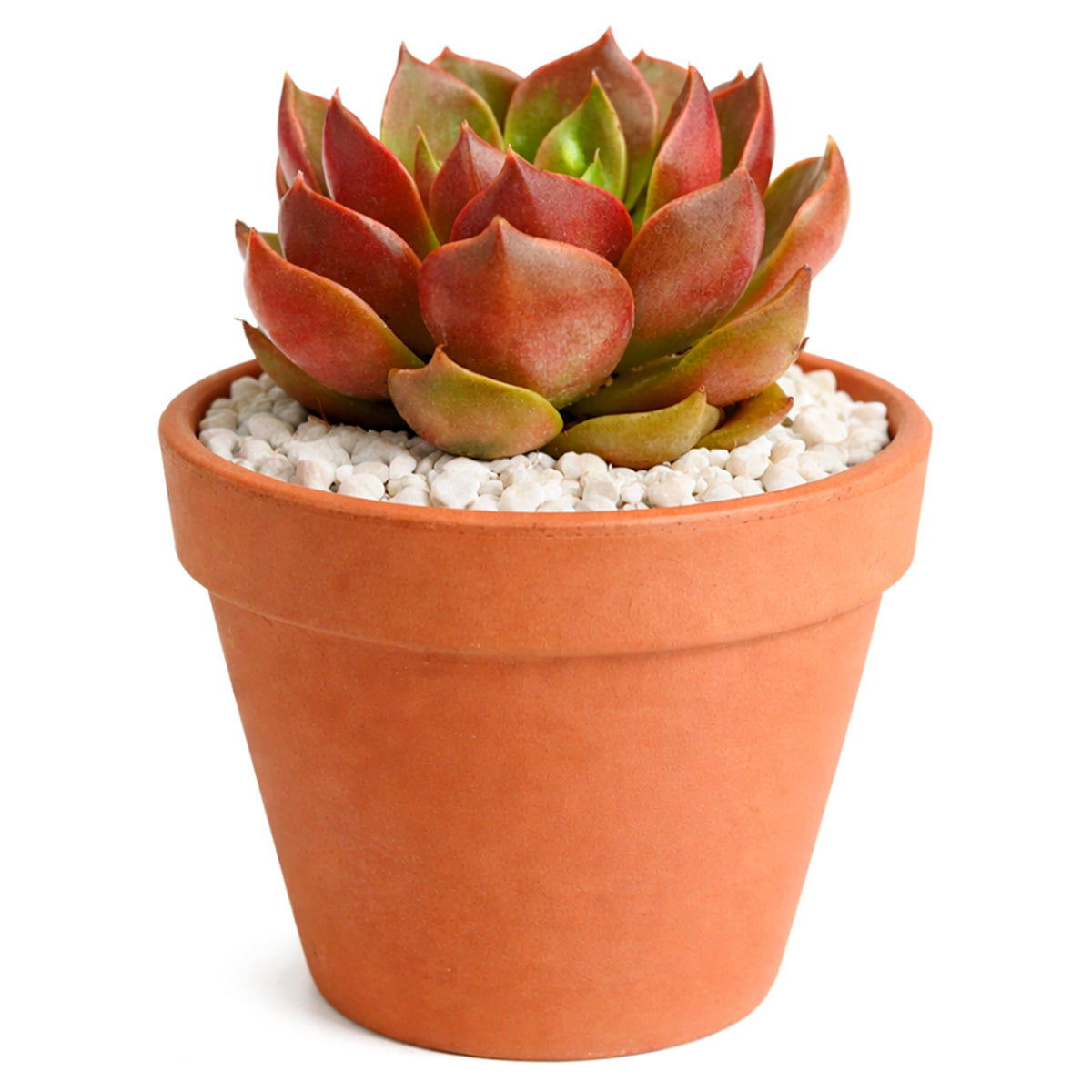 rare succulent plants for sale Echeveria Churro