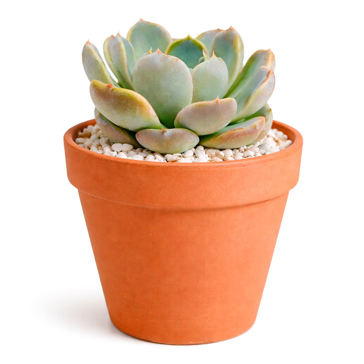 succulents homebase Echeveria Cielo