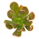 2 inch Echeveria ‘Curve’, green succulents, indoor succulents, succulent care guide, buy succulents online