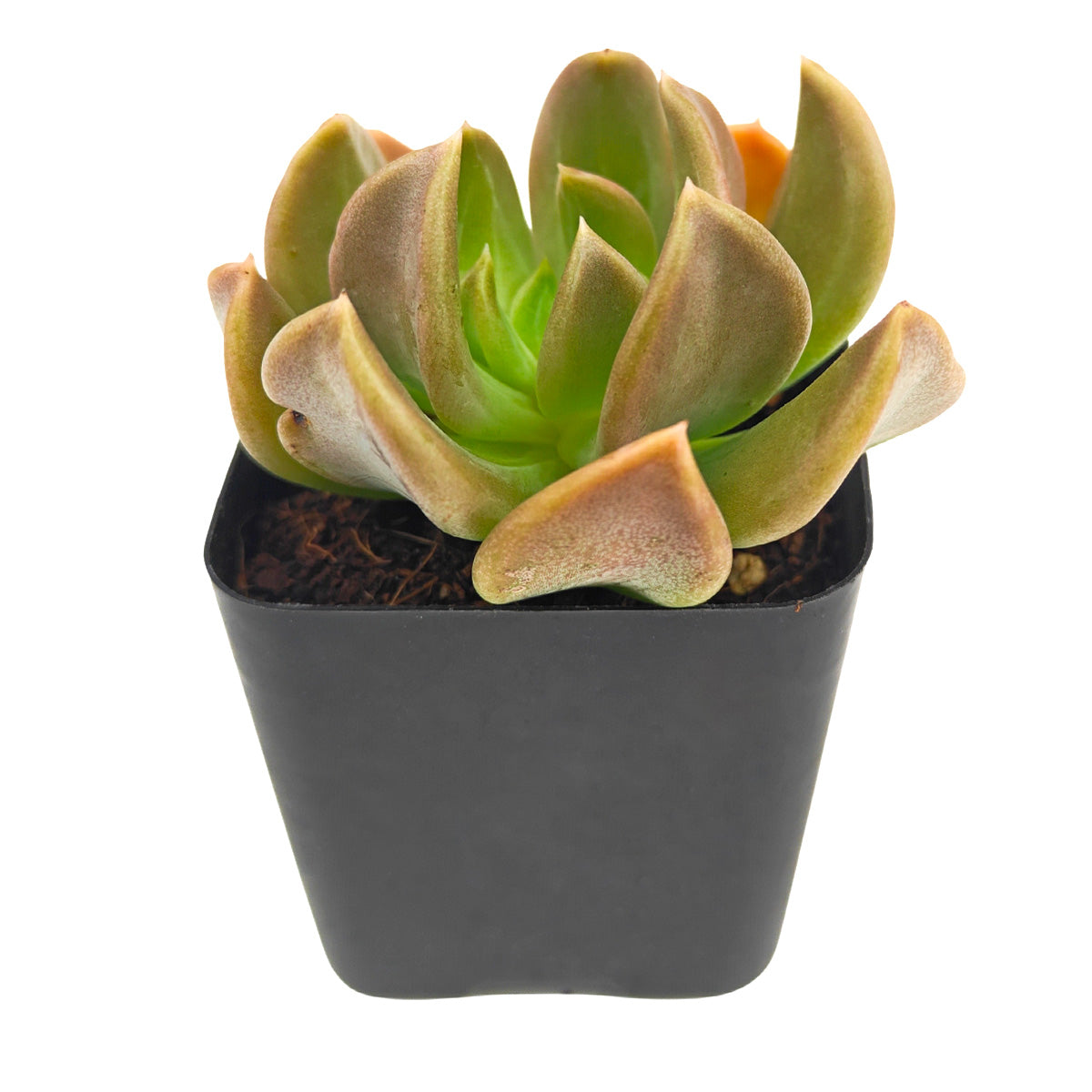 2 inch Echeveria ‘Curve’, green succulents, indoor succulents, succulent care guide, buy succulents online