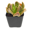 2 inch Echeveria ‘Curve’, green succulents, indoor succulents, succulent care guide, buy succulents online