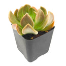 2 inch Echeveria ‘Curve’, green succulents, indoor succulents, succulent care guide, buy succulents online