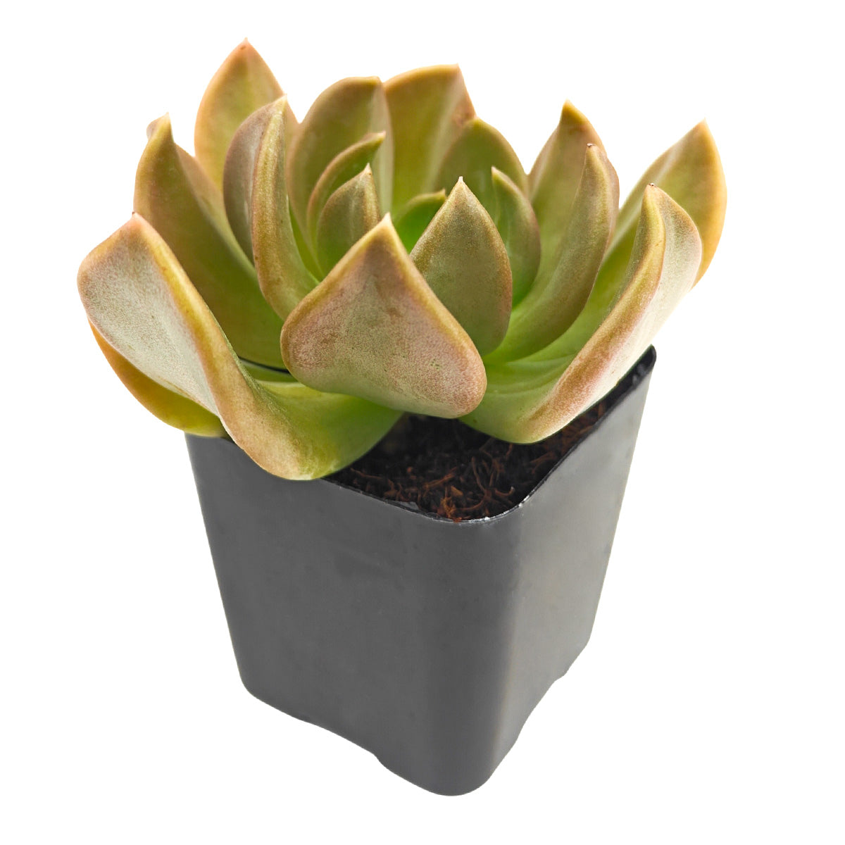 2 inch Echeveria ‘Curve’, green succulents, indoor succulents, succulent care guide, buy succulents online