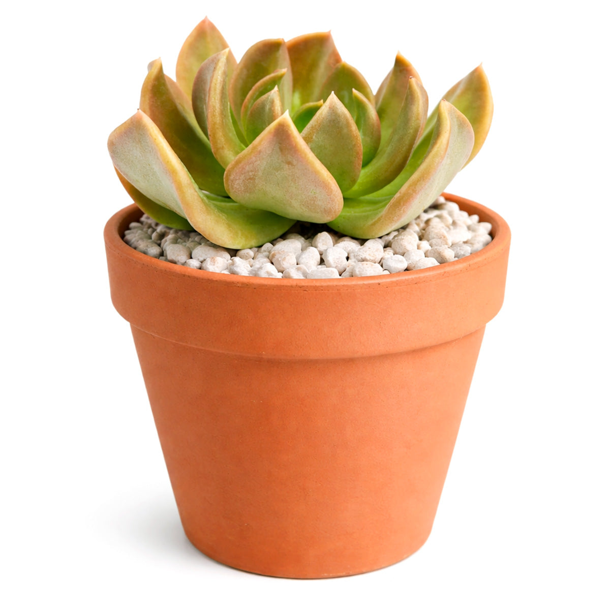 2 inch Echeveria ‘Curve’, green succulents, indoor succulents, succulent care guide, buy succulents online