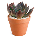 black Echeveria, black Echeveria for sale, unique black Echeveria, Echeveria in pot for sale, succulents for sale