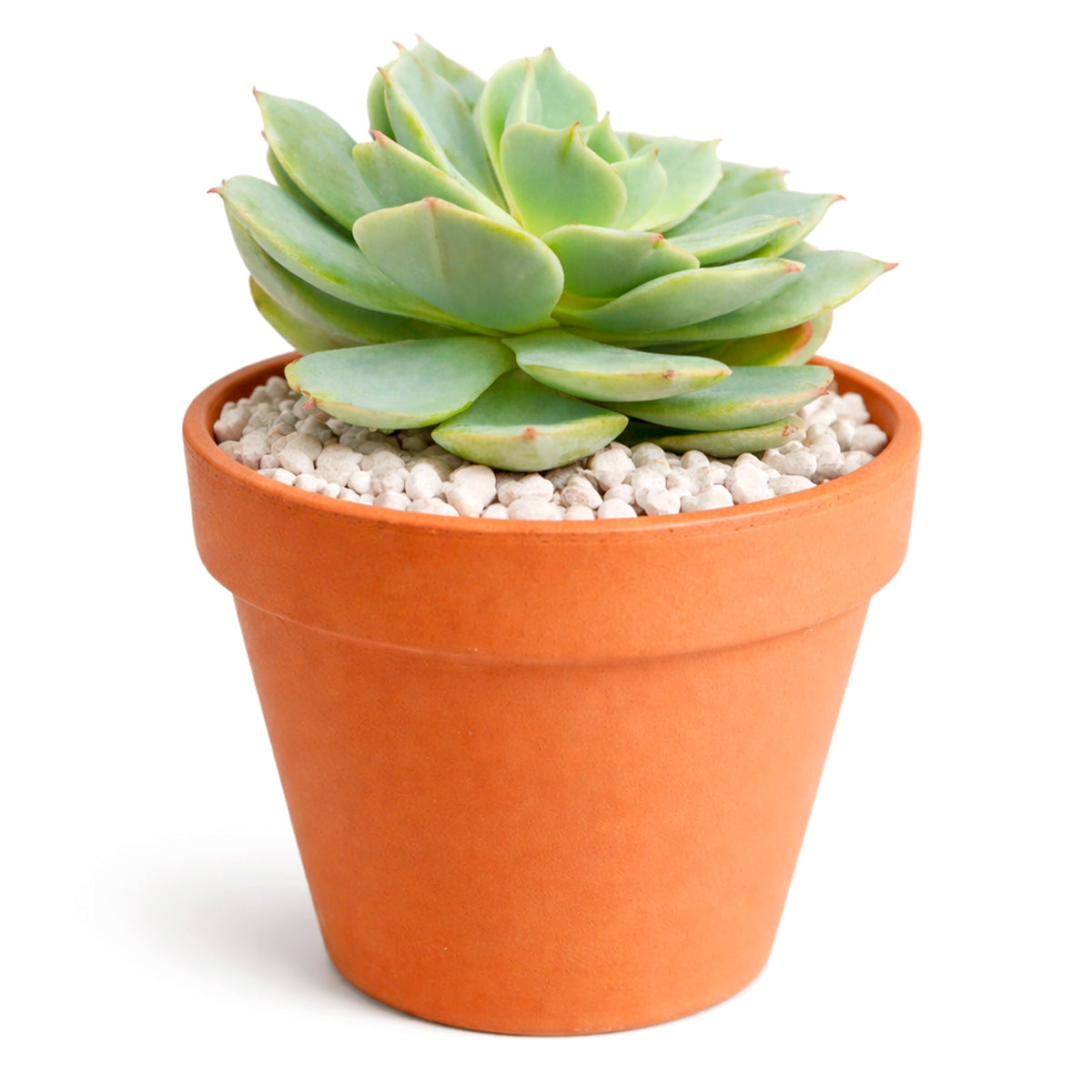succulent turning orange Echeveria Fleur Blanc Rosette Succulent Plant and Care Guide