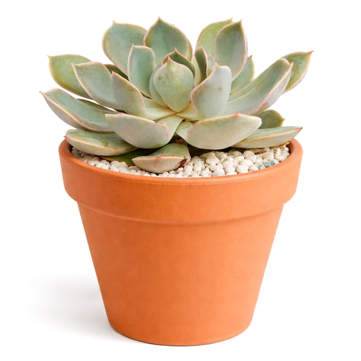 how to grow succulents, succulent plant, succulent care tips, succulent subscription, succulents garden, Succulents, Succulents shop near me, Rare succulents