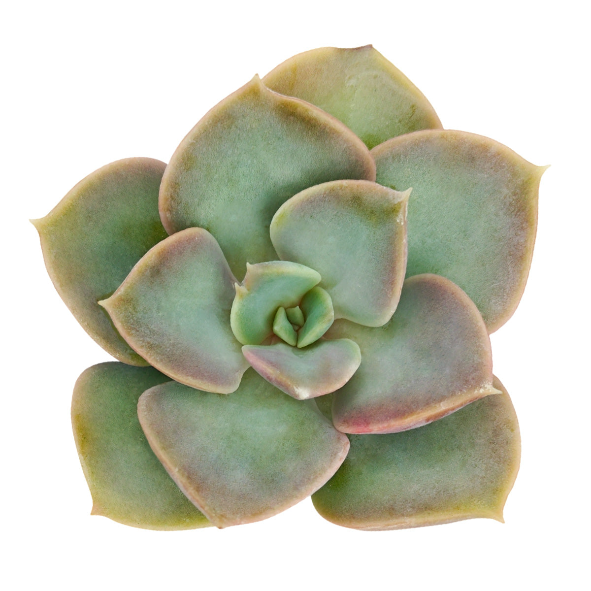 2 inch Echeveria Green Pearl, purple succulents, indoor succulents, succulent care guide, buy succulents online