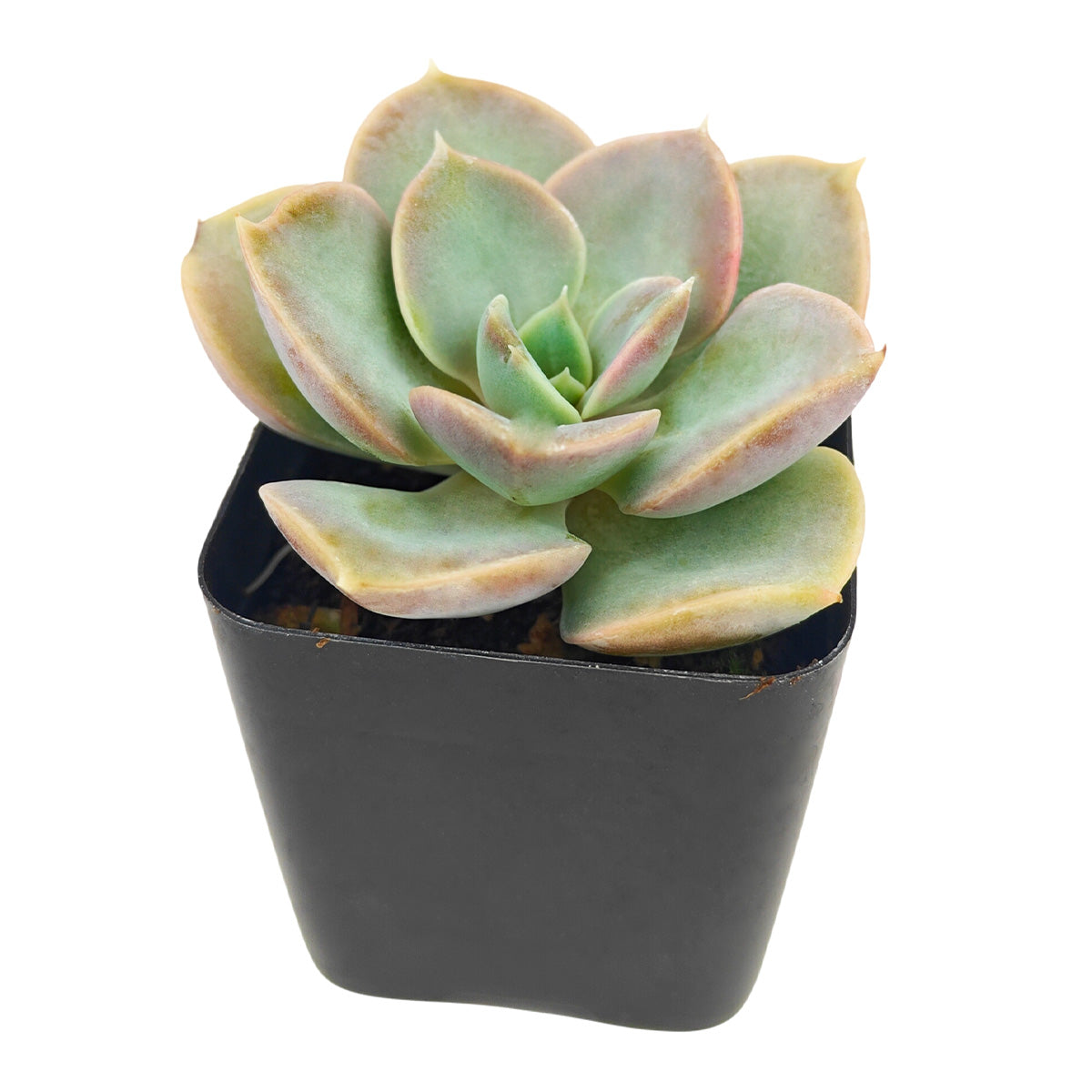 2 inch Echeveria Green Pearl, purple succulents, indoor succulents, succulent care guide, buy succulents online
