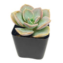 2 inch Echeveria Green Pearl, purple succulents, indoor succulents, succulent care guide, buy succulents online