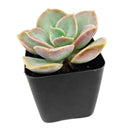 2 inch Echeveria Green Pearl, purple succulents, indoor succulents, succulent care guide, buy succulents online