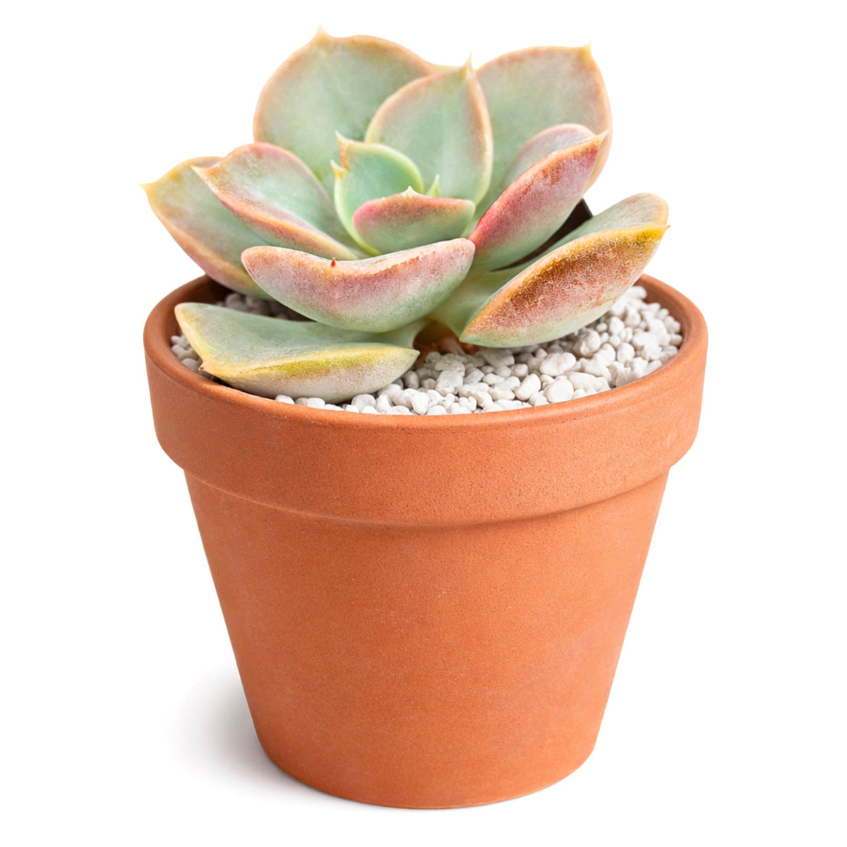 2 inch Echeveria Green Pearl, purple succulents, indoor succulents, succulent care guide, buy succulents online