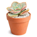 2 inch Echeveria Green Pearl, purple succulents, indoor succulents, succulent care guide, buy succulents online