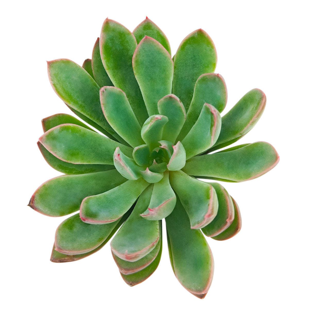 2 inch Echeveria 'Guapa', pink succulents, indoor succulents, succulent care guide, buy succulents online
