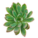 2 inch Echeveria 'Guapa', pink succulents, indoor succulents, succulent care guide, buy succulents online