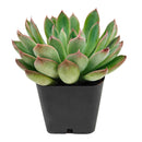2 inch Echeveria 'Guapa', pink succulents, indoor succulents, succulent care guide, buy succulents online