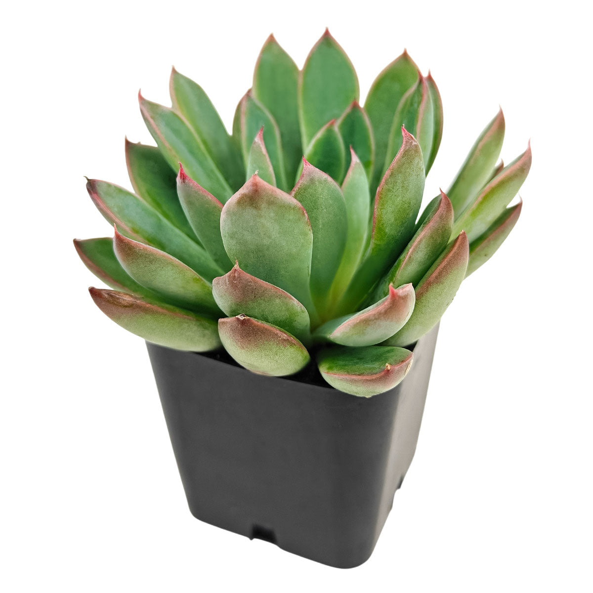 2 inch Echeveria 'Guapa', pink succulents, indoor succulents, succulent care guide, buy succulents online