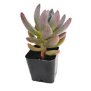 Echeveria haagai 'Tolimanensis'