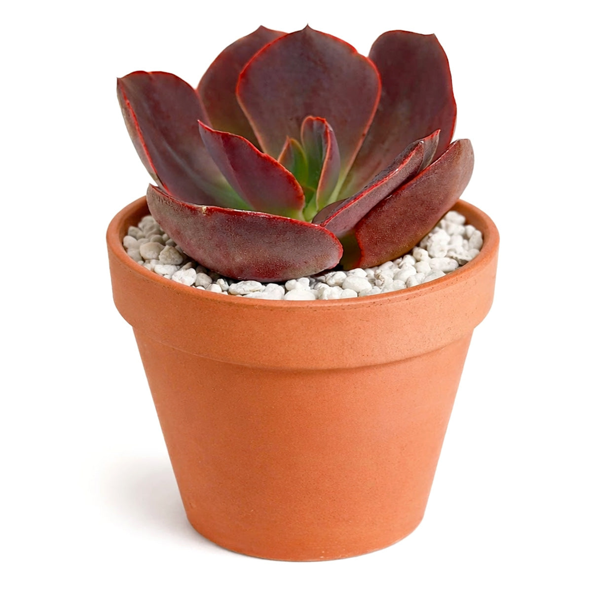 2 inch Echeveria Hanaikada, Chocolate Echeveria, Easy-to-grow succulent, low-maintenance indoor plant