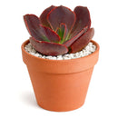 2 inch Echeveria Hanaikada, Chocolate Echeveria, Easy-to-grow succulent, low-maintenance indoor plant