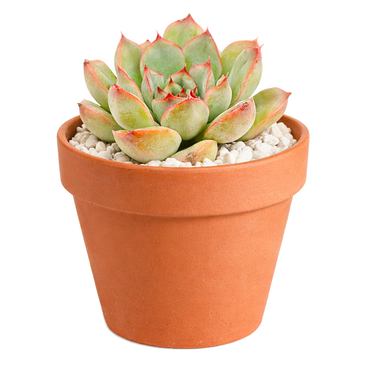 2 inch Echeveria Hercules for sale, colorful succulents, low-maintenance plants, succulent rosettes, easy-to-grow plants
