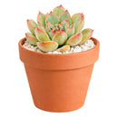Succulent gifts, Growing succulents indoors, Small indoor plants, Decorative small plants for home, Cute desk plants