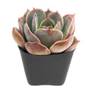 2 inch Echeveria Latte Rose, green succulents, indoor succulents, succulent care guide, buy succulents online