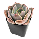 2 inch Echeveria Latte Rose, green succulents, indoor succulents, succulent care guide, buy succulents online