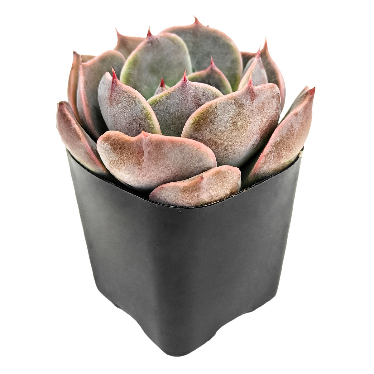 2 inch Echeveria Latte Rose, green succulents, indoor succulents, succulent care guide, buy succulents online