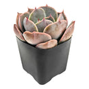 2 inch Echeveria Latte Rose, green succulents, indoor succulents, succulent care guide, buy succulents online