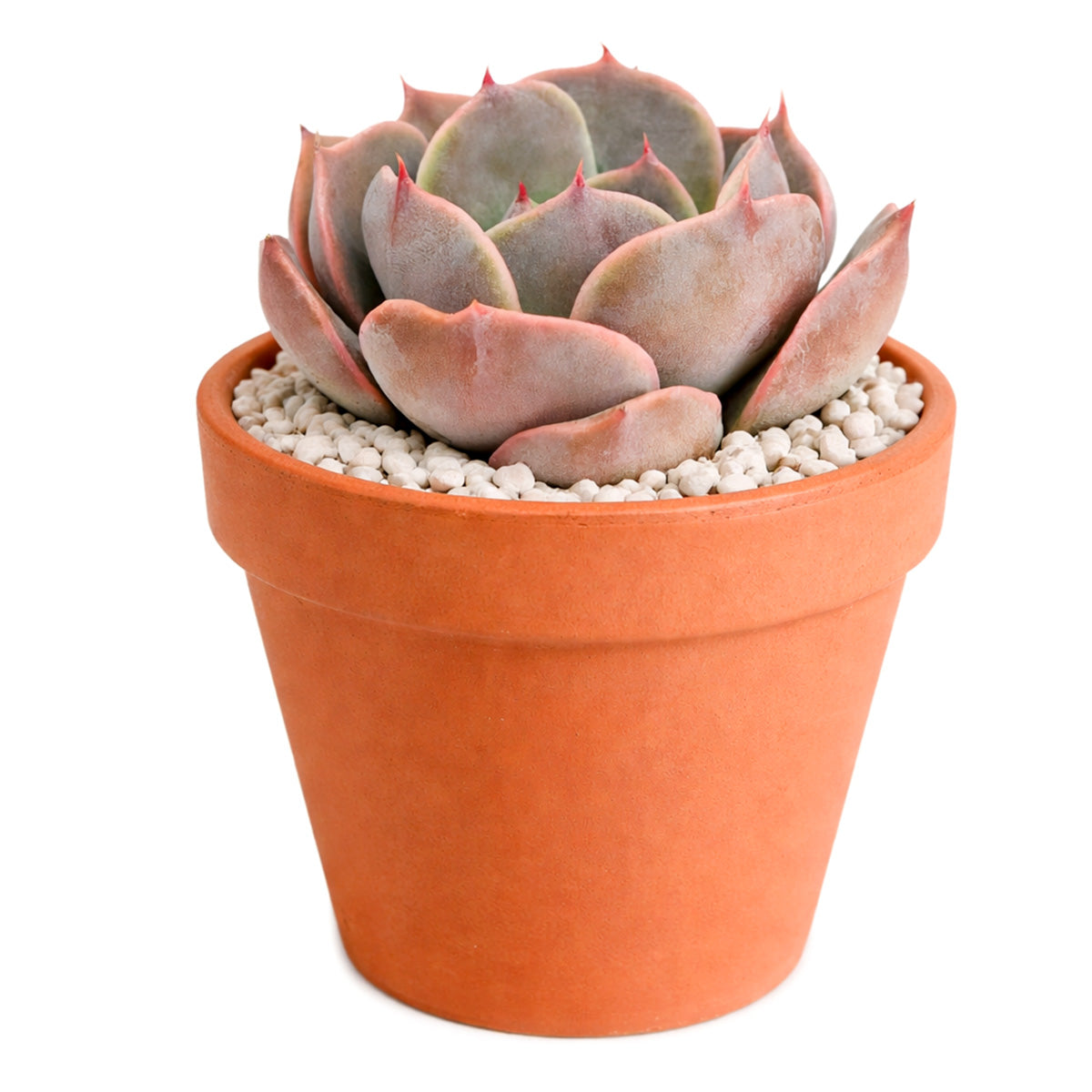 2 inch Echeveria Latte Rose, green succulents, indoor succulents, succulent care guide, buy succulents online