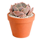 2 inch Echeveria Latte Rose, green succulents, indoor succulents, succulent care guide, buy succulents online