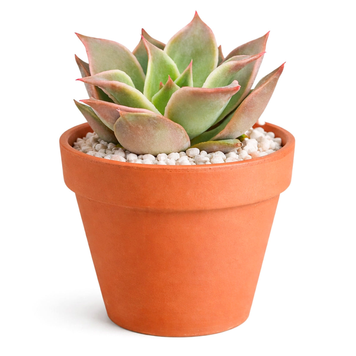 2 inch Echeveria Madiba in black plastic pot, Cute desk plants, Small potted plants for office, Buy small indoor plants online, Affordable small indoor plants